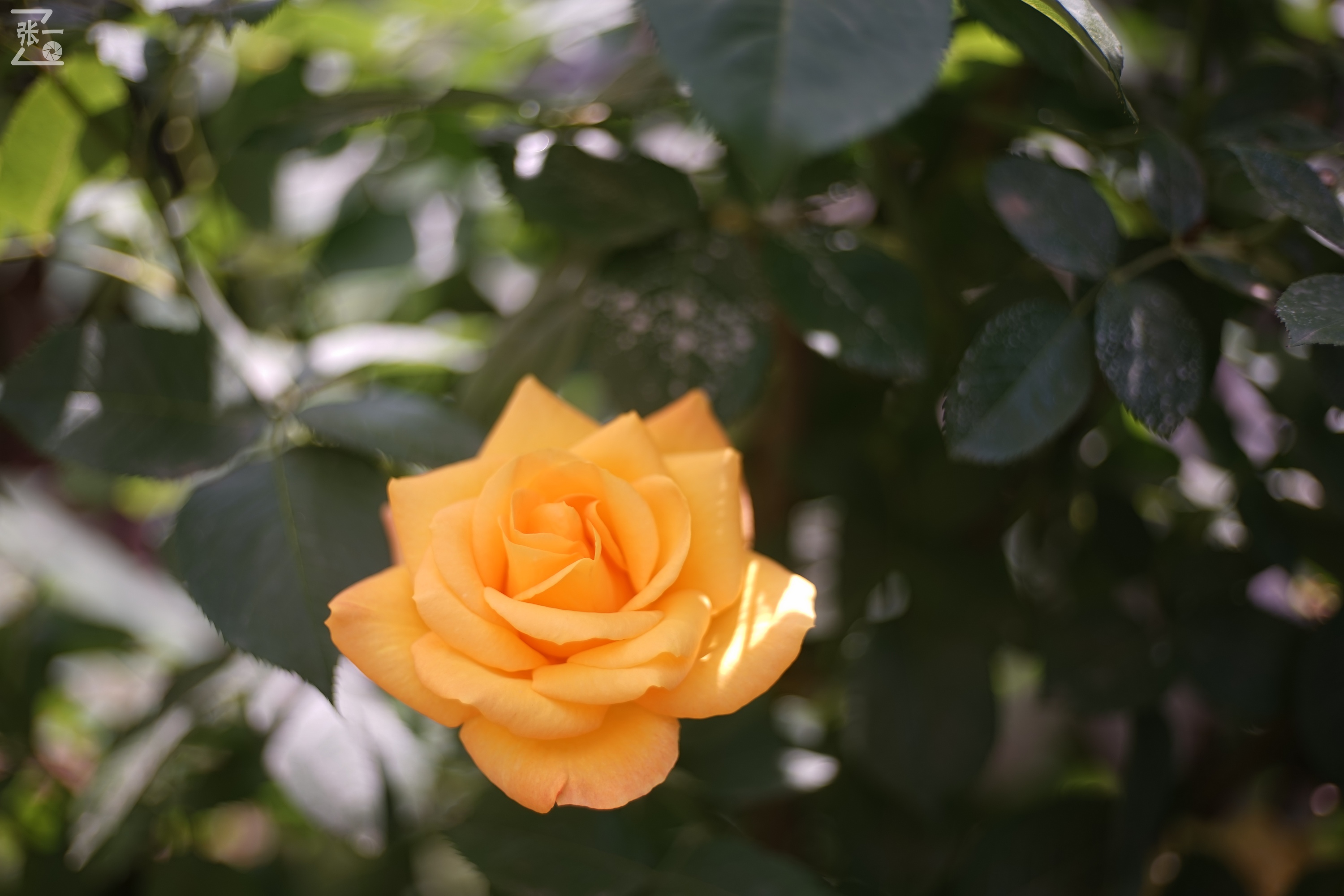 老镜头拍北京:中国熊猫58/2镜头实拍月季,北京的市花之一!