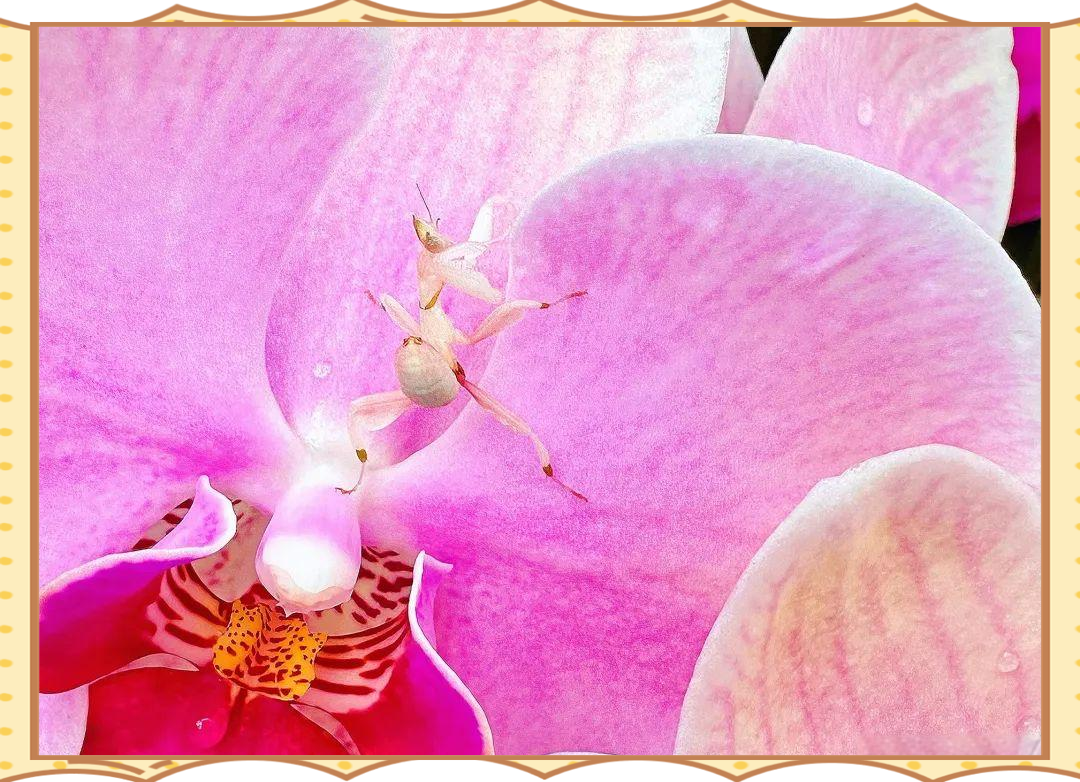 兰花螳螂:伪装成花的昆虫世界之星