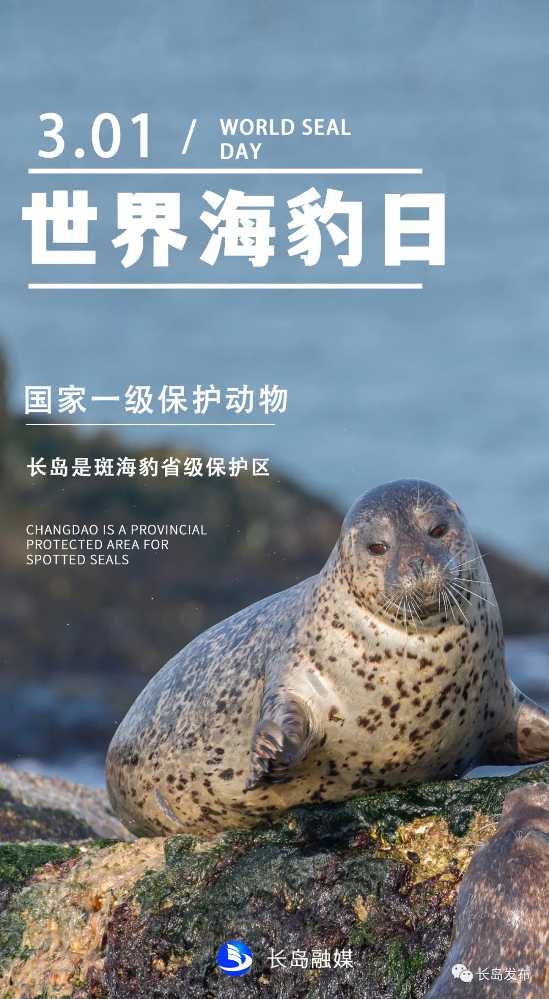 3月1日"国际海豹日" 一起关爱"呆萌"海豹!
