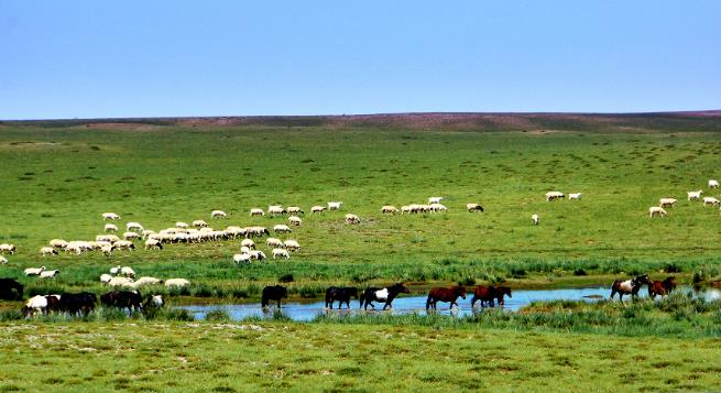 达茂草原羊,从诗画草原向你走来