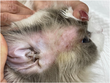 犬猫食物过敏的症状