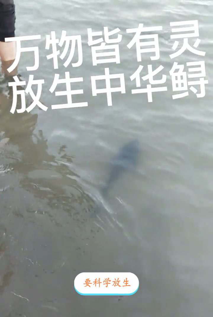 湖北男子长江放生"4条乌黑大鱼",尖头长身,网友:是鲨鱼吧