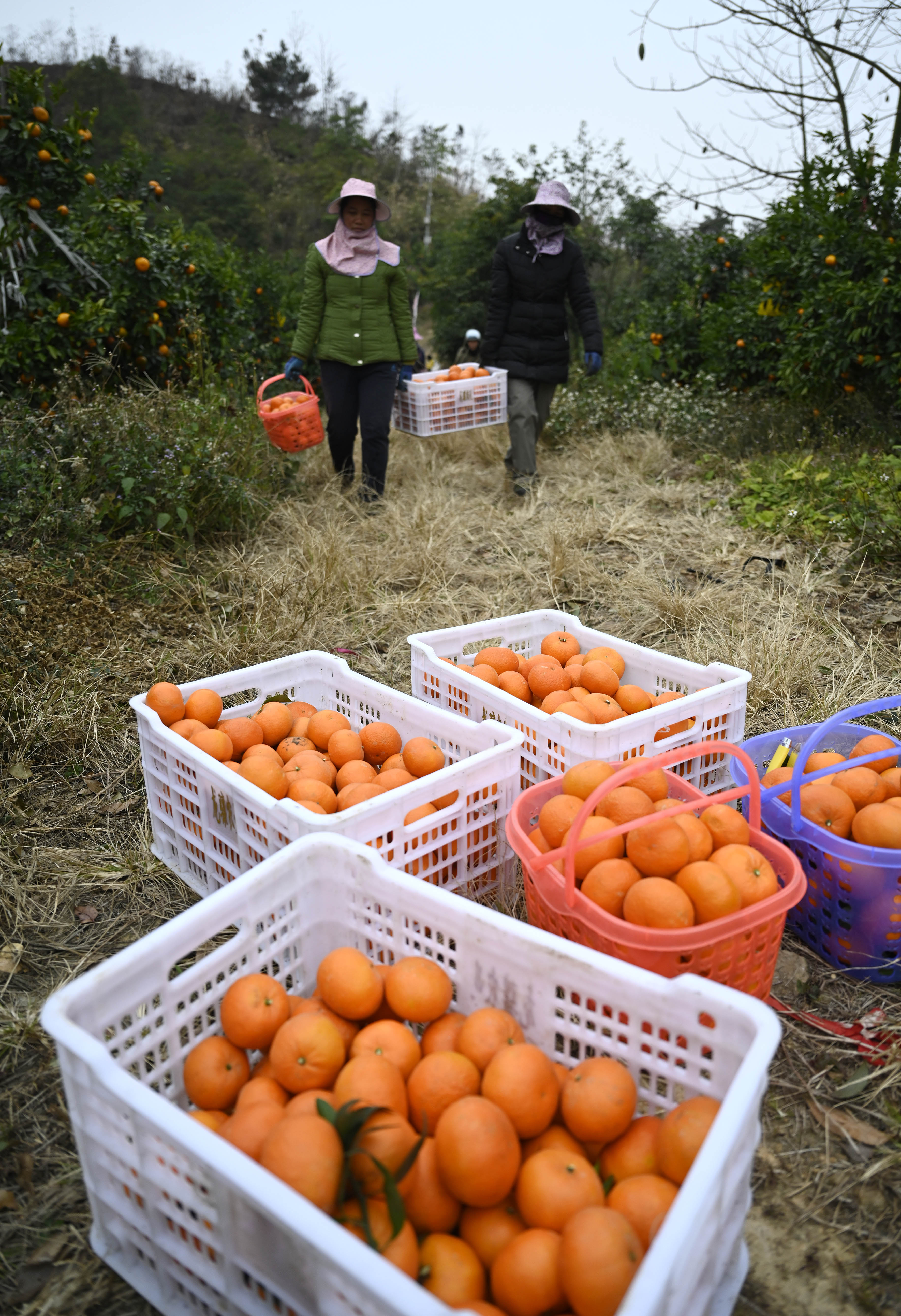 广西柳州:荒山产"金果" 沃柑采摘忙