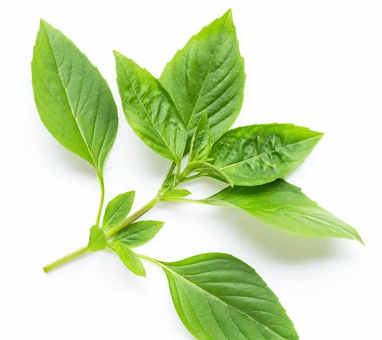 罗勒叶在中国的名字叫什么呢?