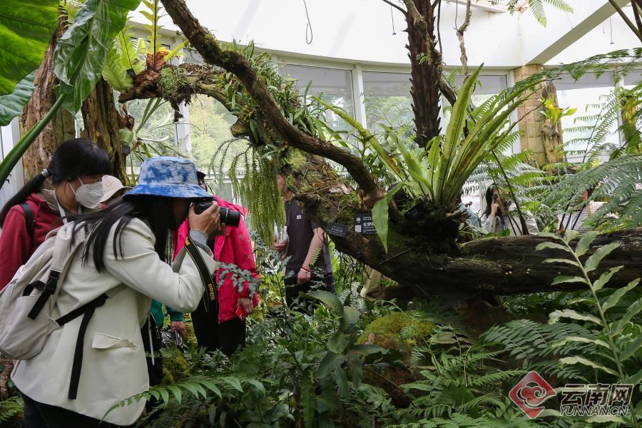 有一種叫雲南的生活丨昆明植物園