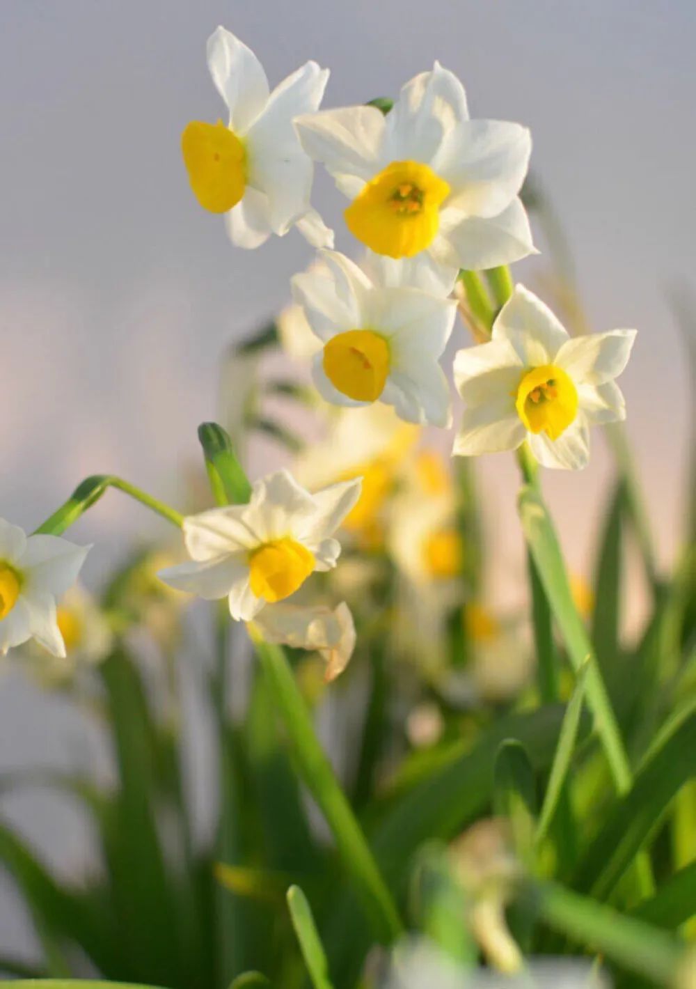 水仙花数(水仙花数只能是三位数吗)