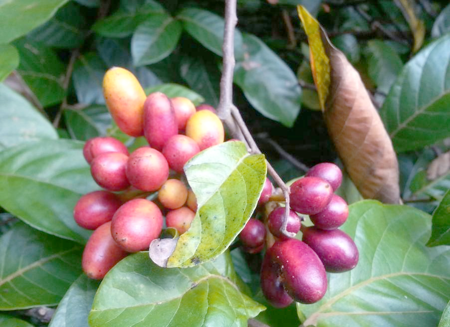 小花紫玉盘:探秘山林中的美味野果,感受园艺之魅力