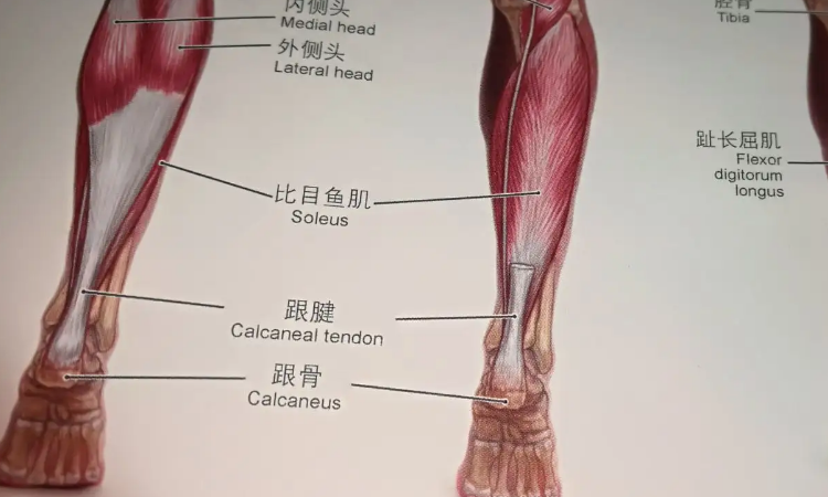 170跟腱多长算有天赋图片