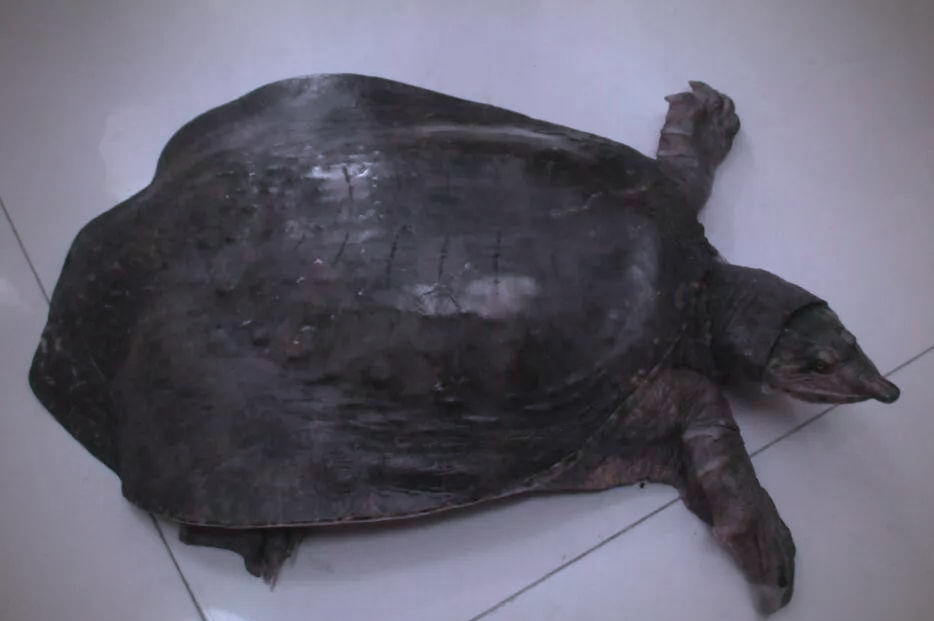 野生山瑞鳖:国家二级保护动物的生存现状与繁衍困境