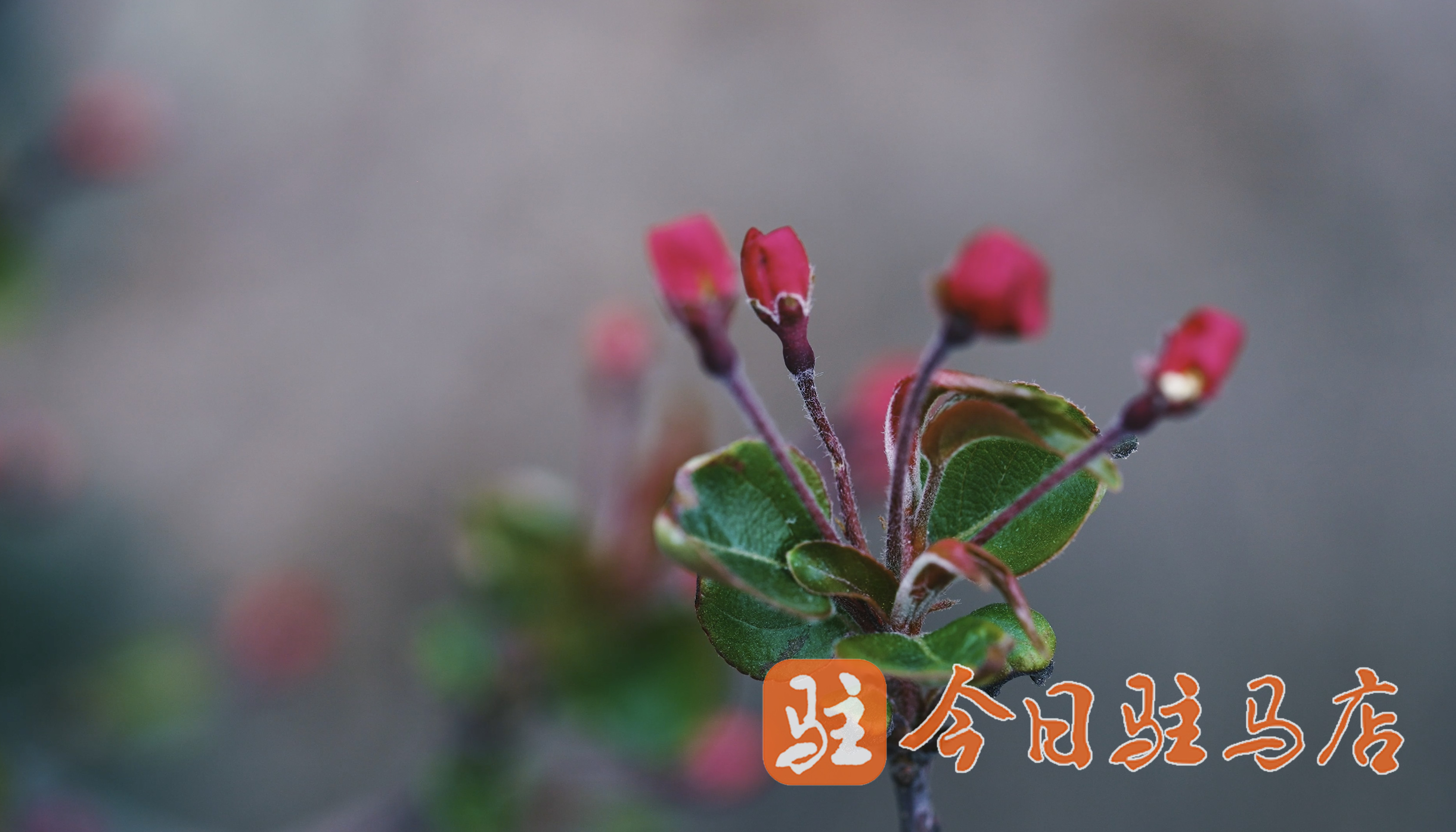 海棠蓓蕾初绽放 新上红妆最芬芳