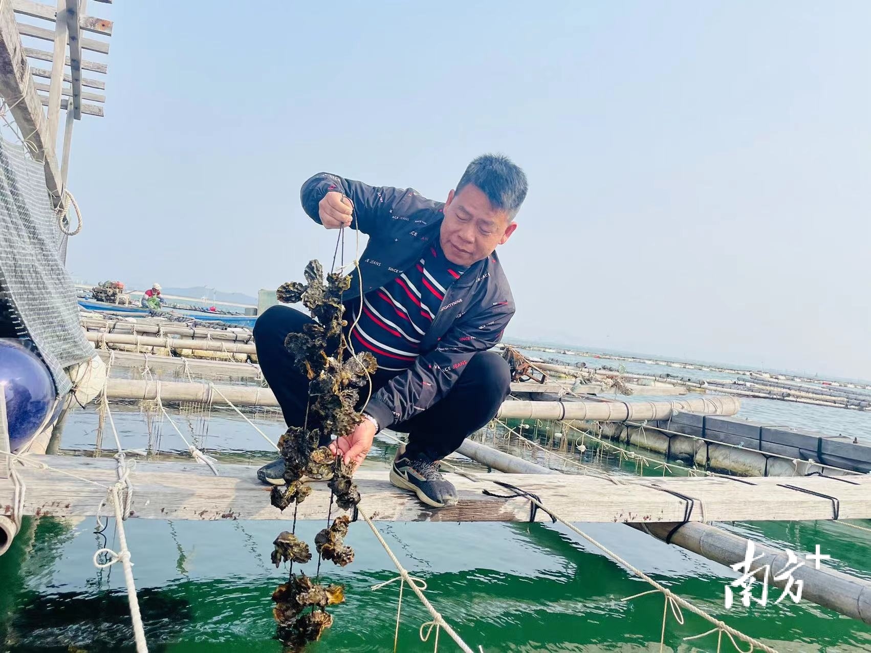 饶平县"中国·汫洲大蚝之乡"通过专家评审