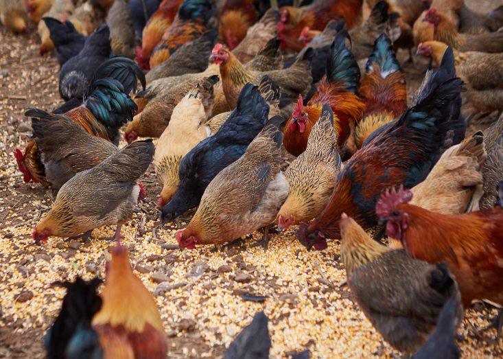 散养玉米鸡早晚这样喂一餐,鸡皮下脂肪少,口感肥而不腻