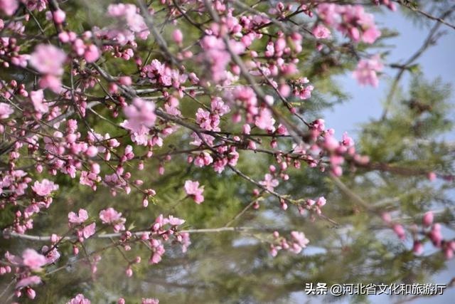 「王母山」清明踏青|4月3日第二届山桃花节启幕!徜徉十里花海