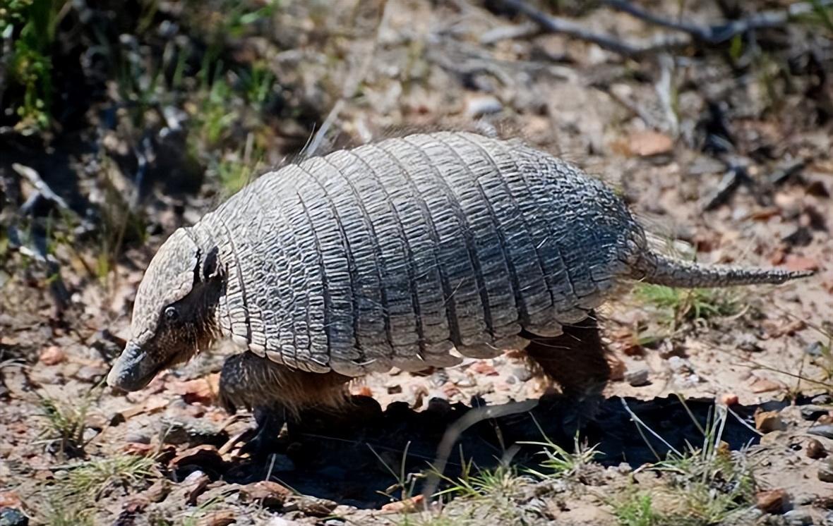 犰狳,巴西世界杯吉祥物,长相酷似穿山甲,同样遭人捕杀