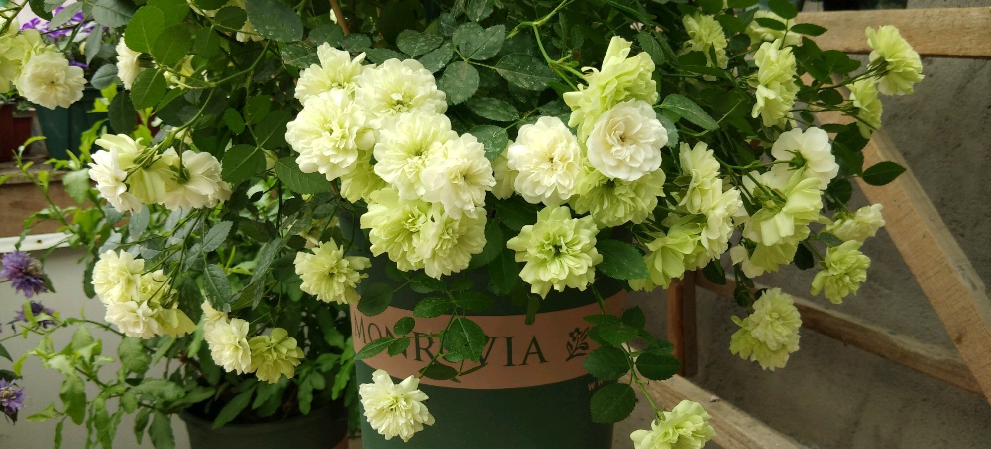 耐热月季花—绿冰,夏天也爆花,清新美丽,皮实好养,你值得拥有