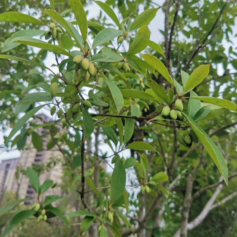 你见过桂花树结果吗?快来金海街头一探究竟吧!