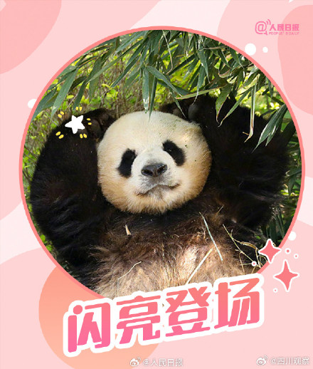 转发收藏!熊猫加油表情包来啦