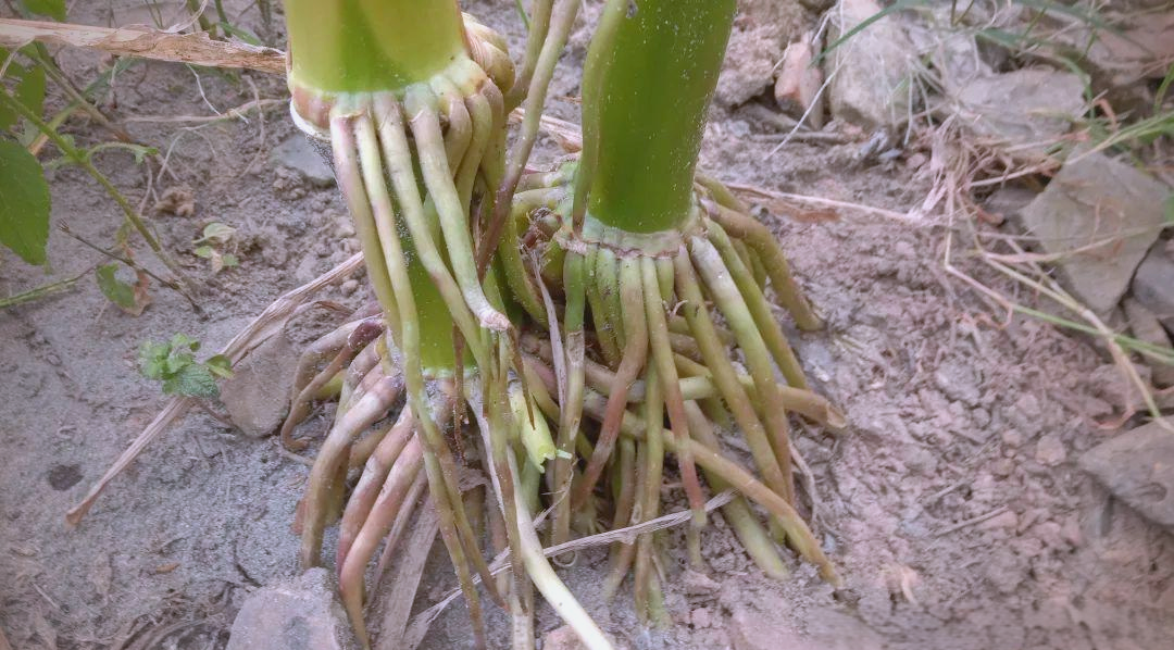 玉米根:被浪费的中药材和健康助手