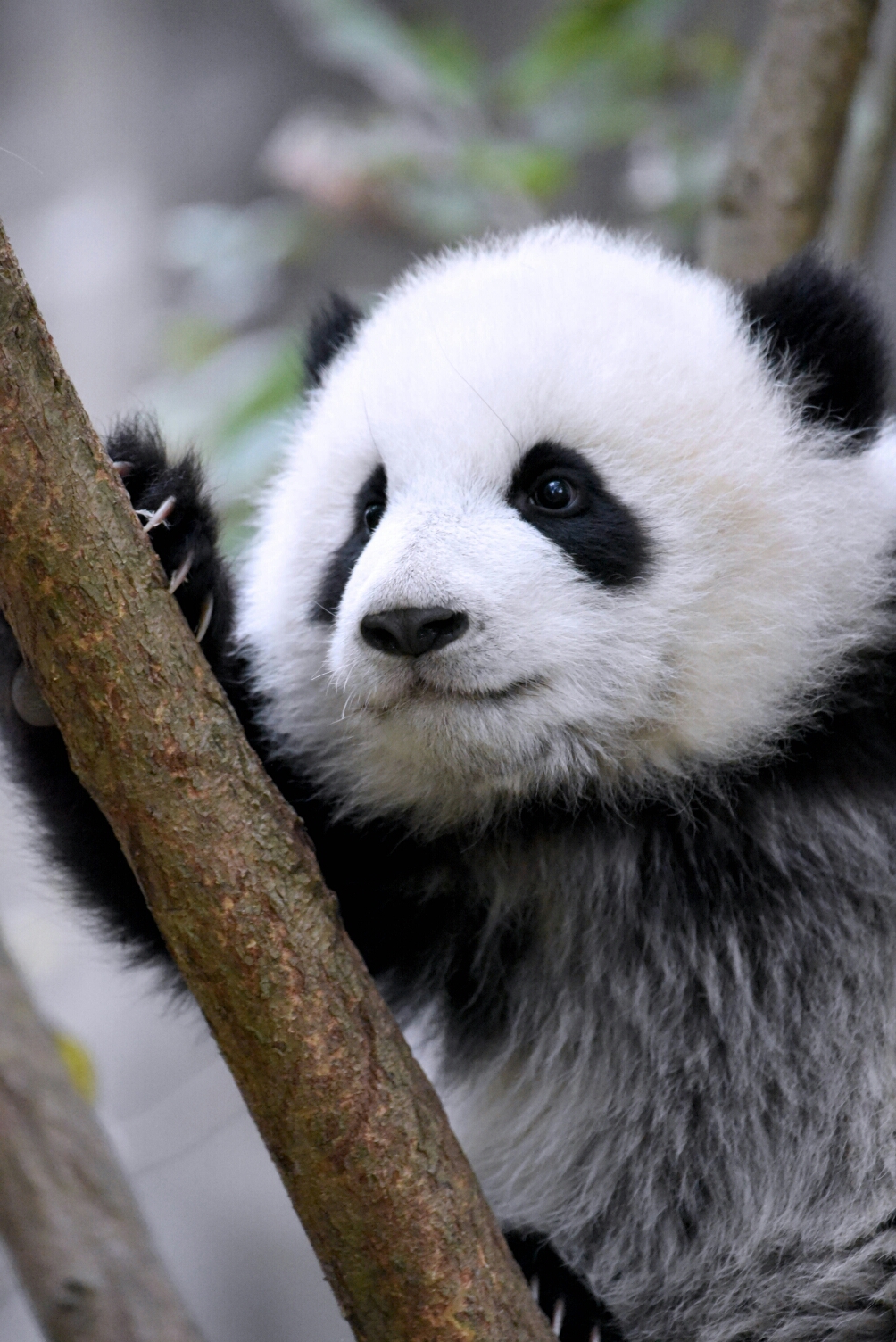 大熊猫宝宝为什么喜欢爬树?