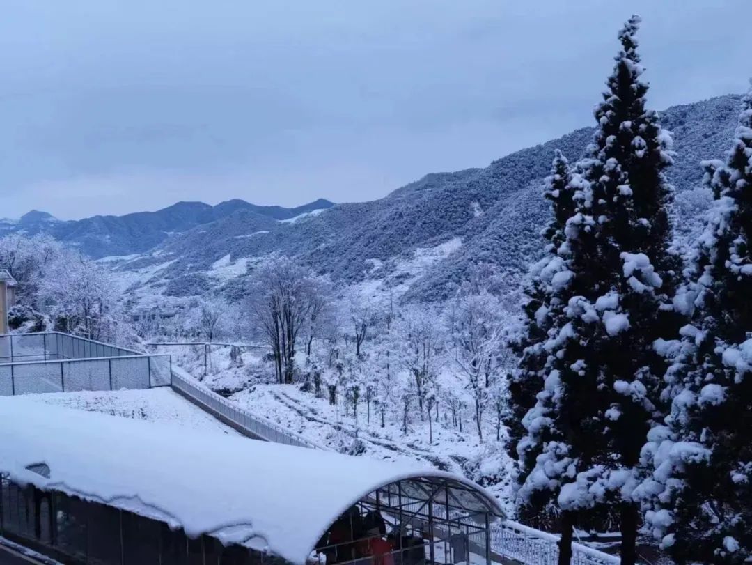 下雪风景图片真实图片图片