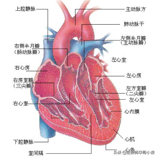 「血管解剖」人体血管详细解剖图