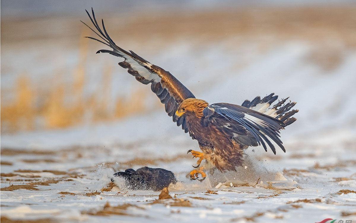 四川惊现"飞猪"奇观,金雕抓起野猪拔地而起,抓拍照片惊呆众人