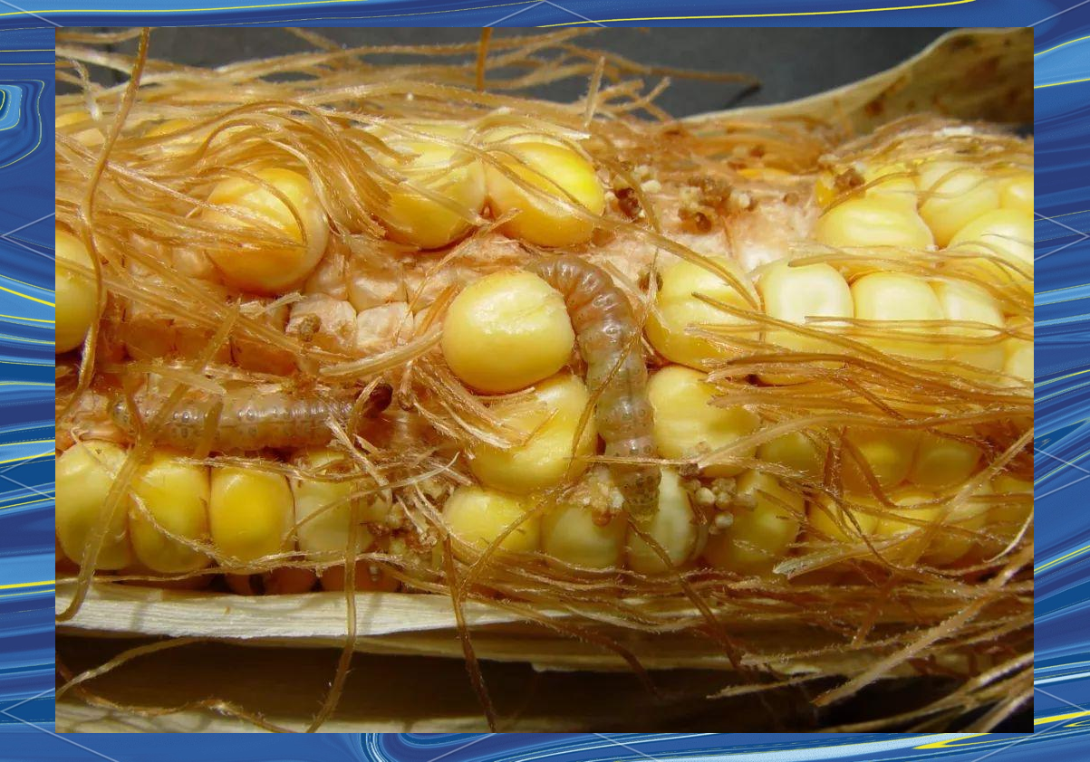 桃蛀螟的危害与防治方法