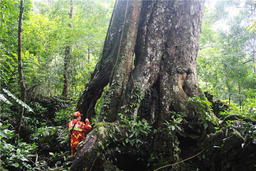 「網聚雲南相約cop15」馬關古林箐:全國面積最大的蜆木林