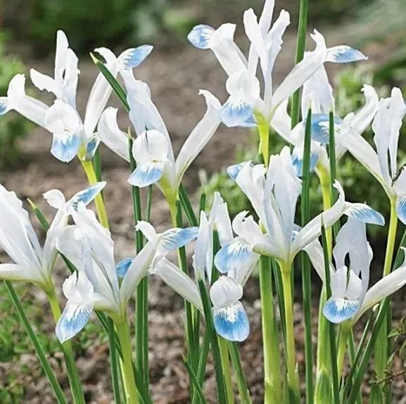 带你认识世界上最小的鸢尾——网纹鸢尾