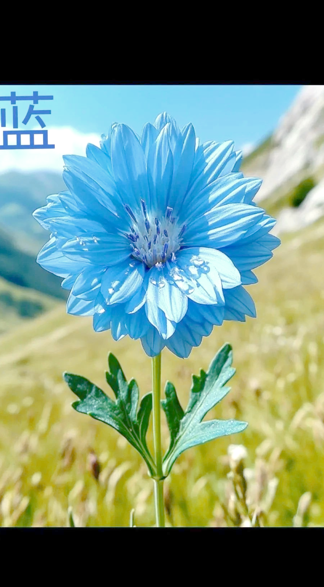蓝色菊花,宁静深邃,如夜空中的星辰,引领心灵走向远方