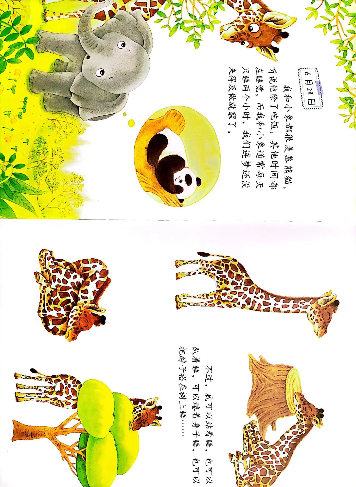 有声绘本《小长颈鹿的日记》长颈鹿科普知识
