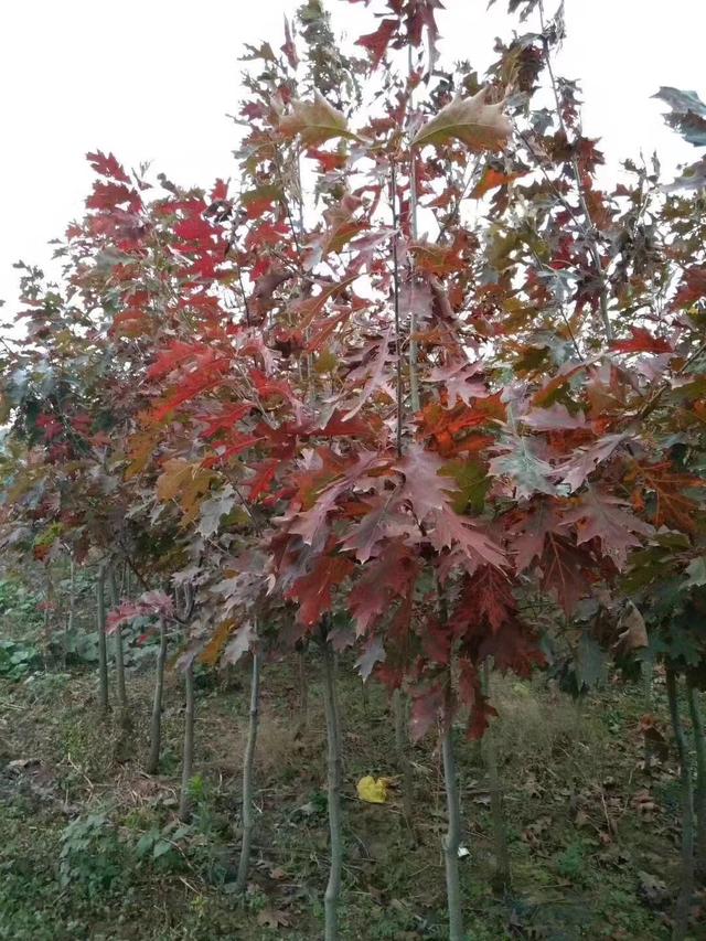 歐洲紅櫟是什麼