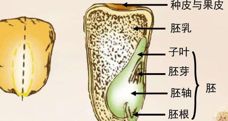 被子植物种子结构图片