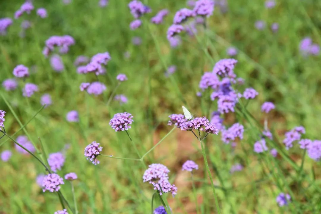 九江这片马鞭草花开成海超美快来打卡吧