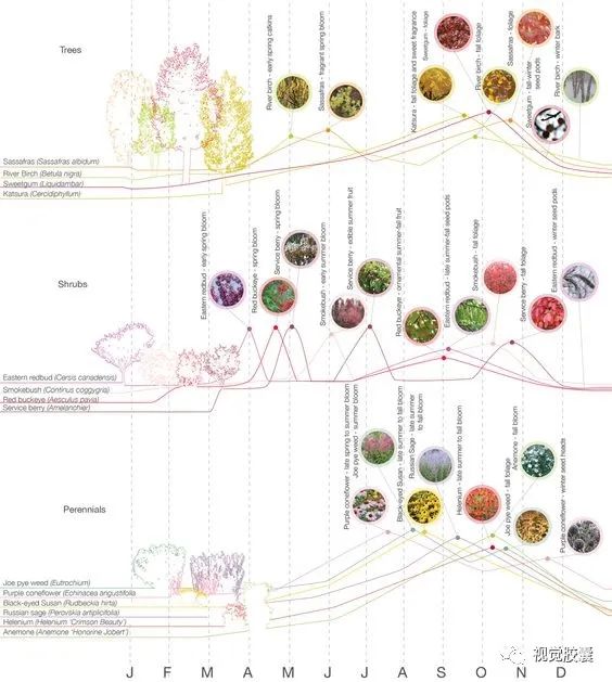 不会画植物分析图,我差点毕不了业!