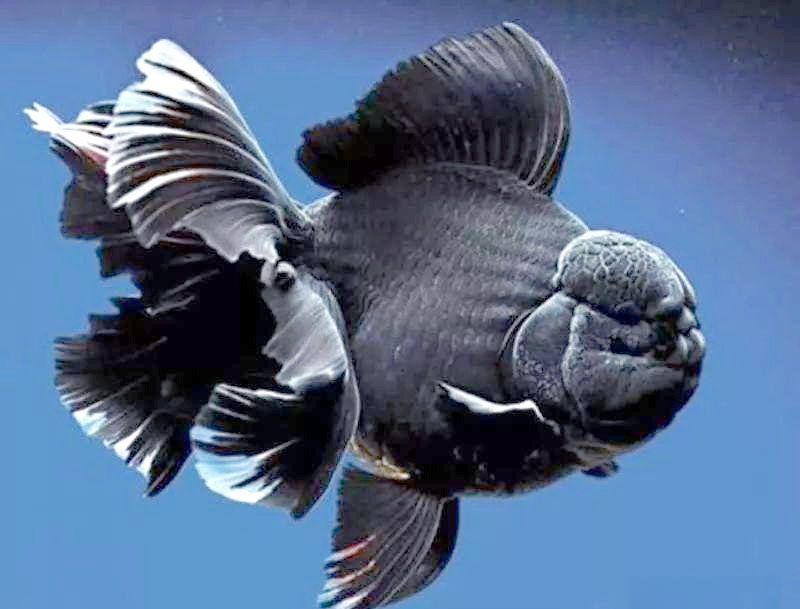 探索众多黑色的金鱼品种