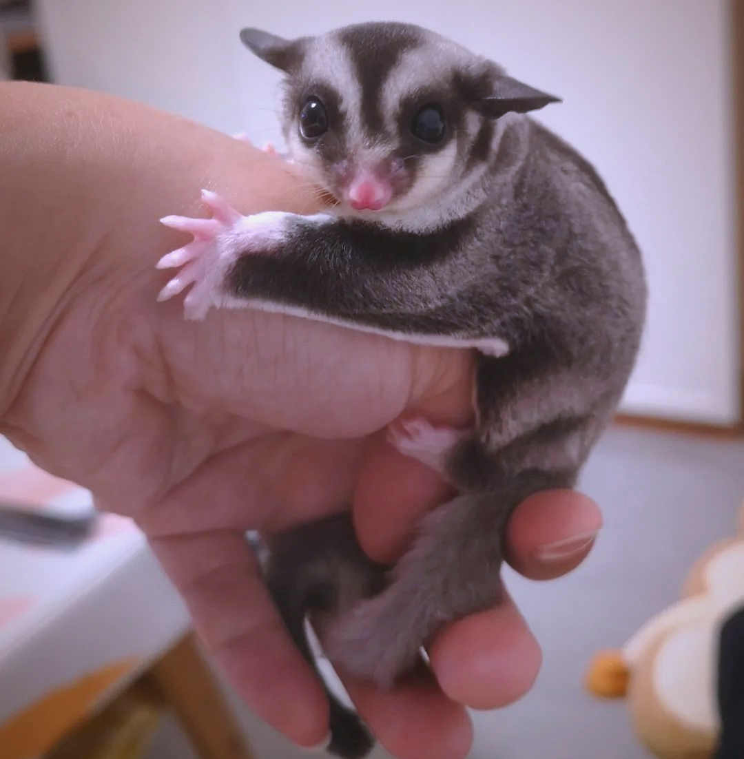 家有萌宠|探秘空中鼠类精灵