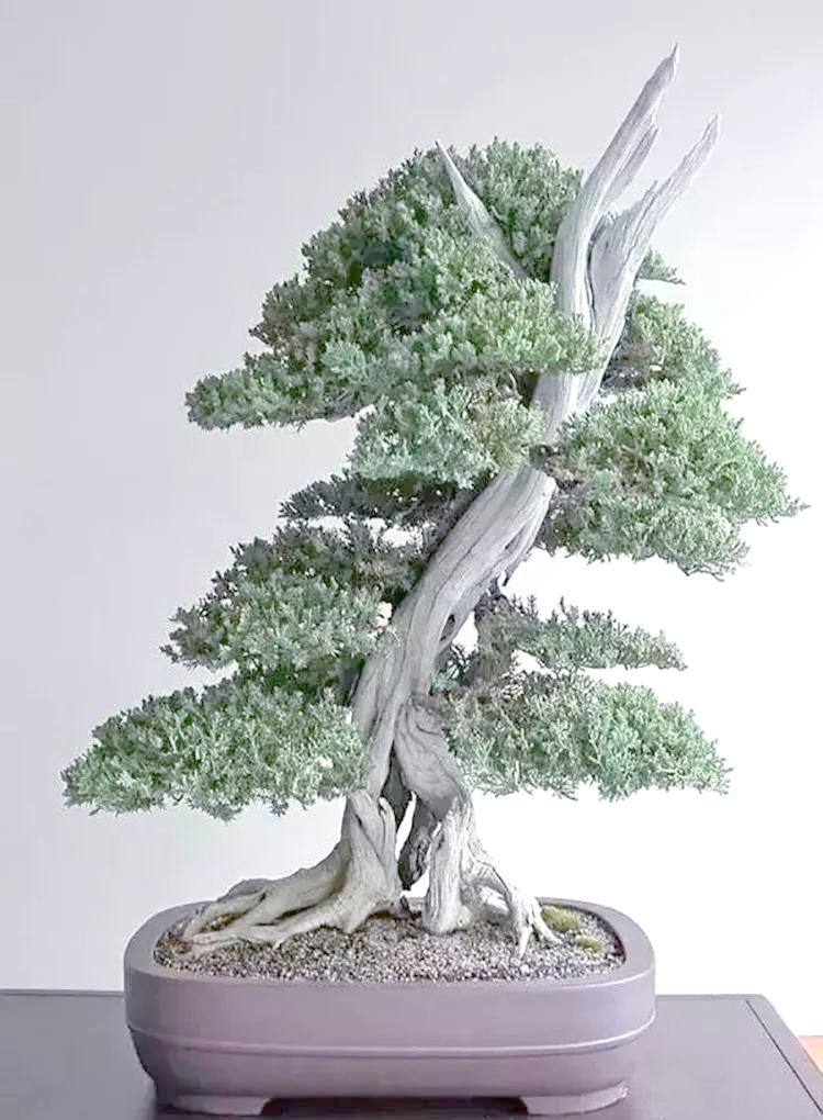 朽干式盆景:展现生命的顽强与神奇