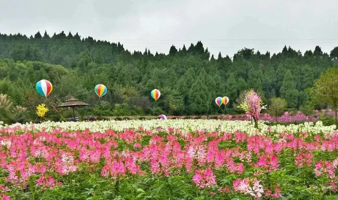 德阳中国香山·矮人王国震撼来袭!国庆花海旅游节!