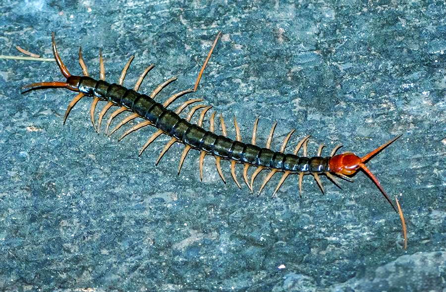 如何有效防治蜈蚣入侵室内生活