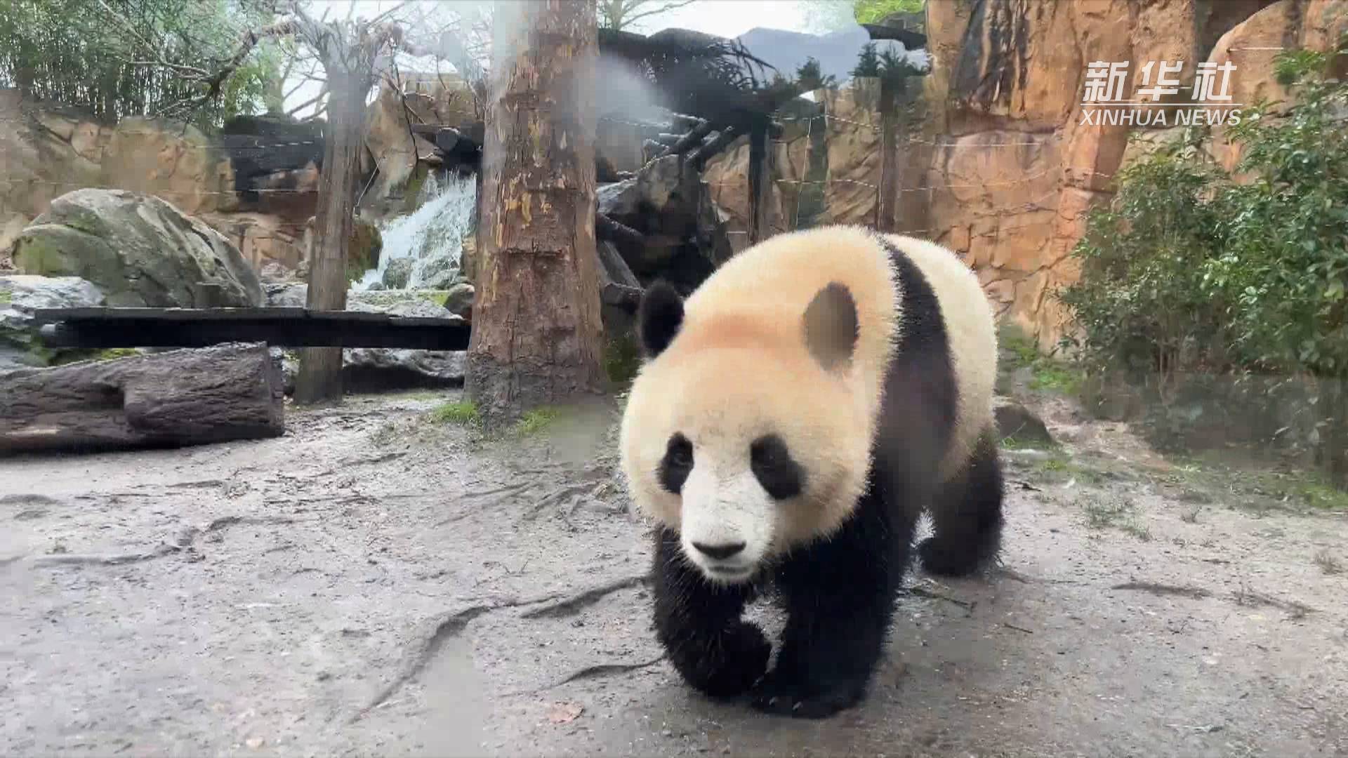 法国大熊猫纪录片图片