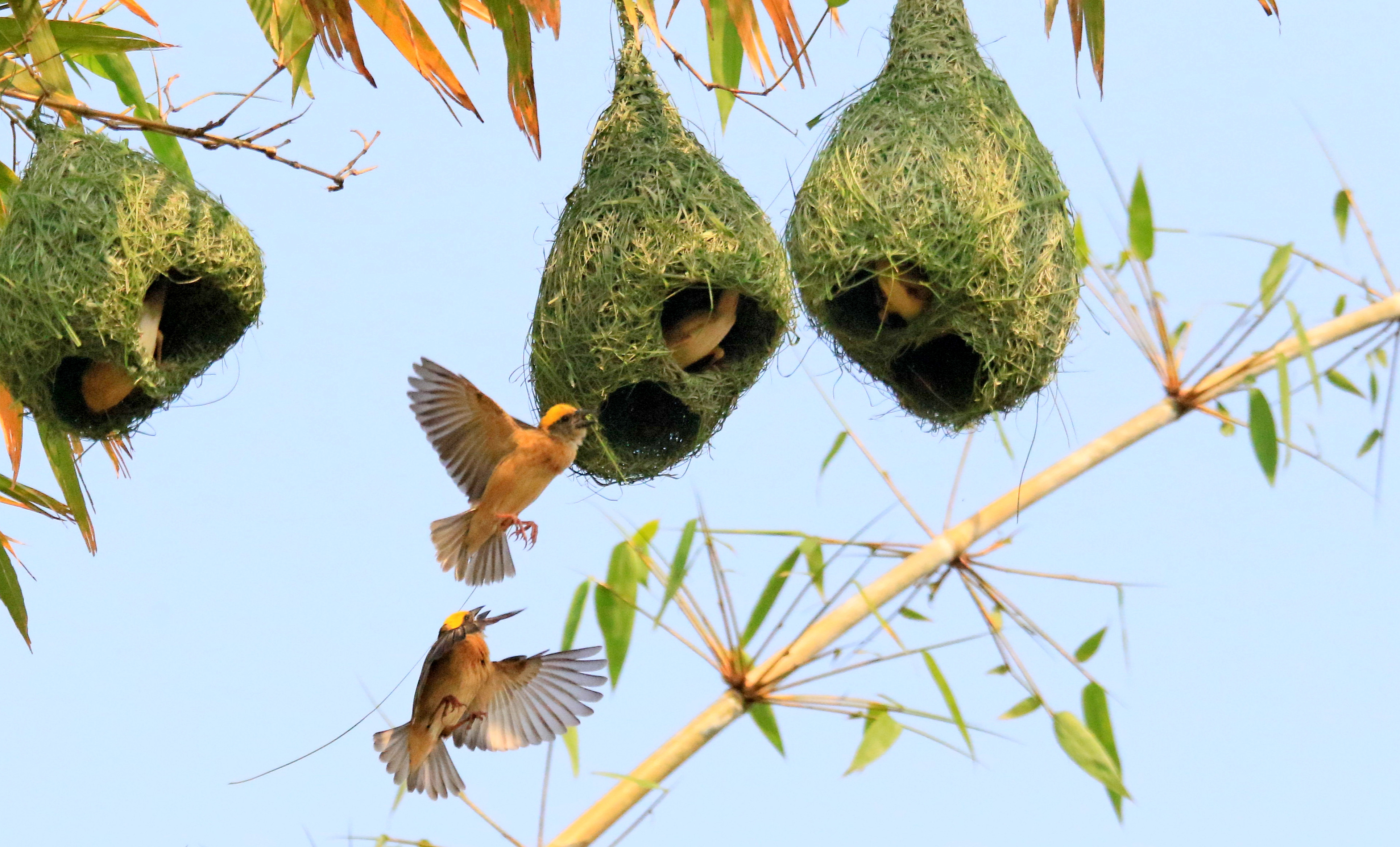 云南孟连:"最美纺织工"黄胸织布鸟筑巢忙