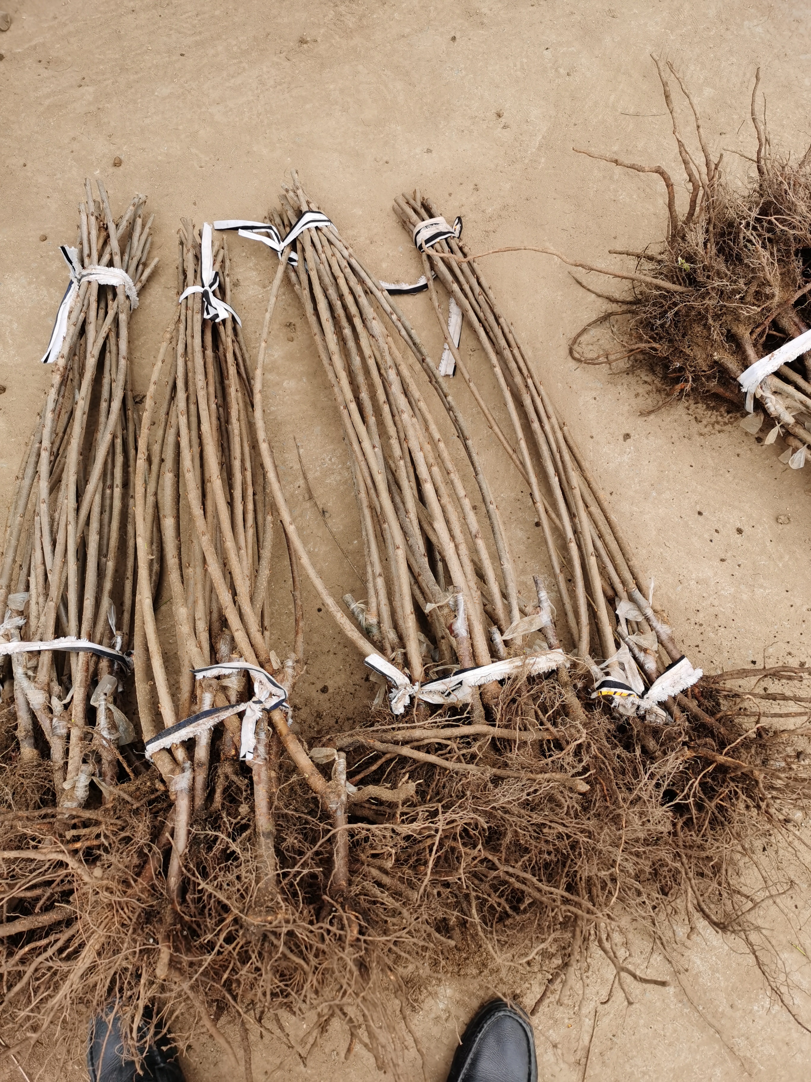 皇家雷尼樱桃树的kgb修剪技术 2年生矮化皇家雷尼樱桃树苗价格