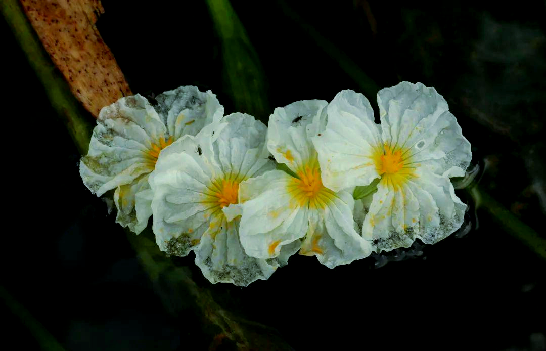 探索云南:野花野菜的奇妙滋味