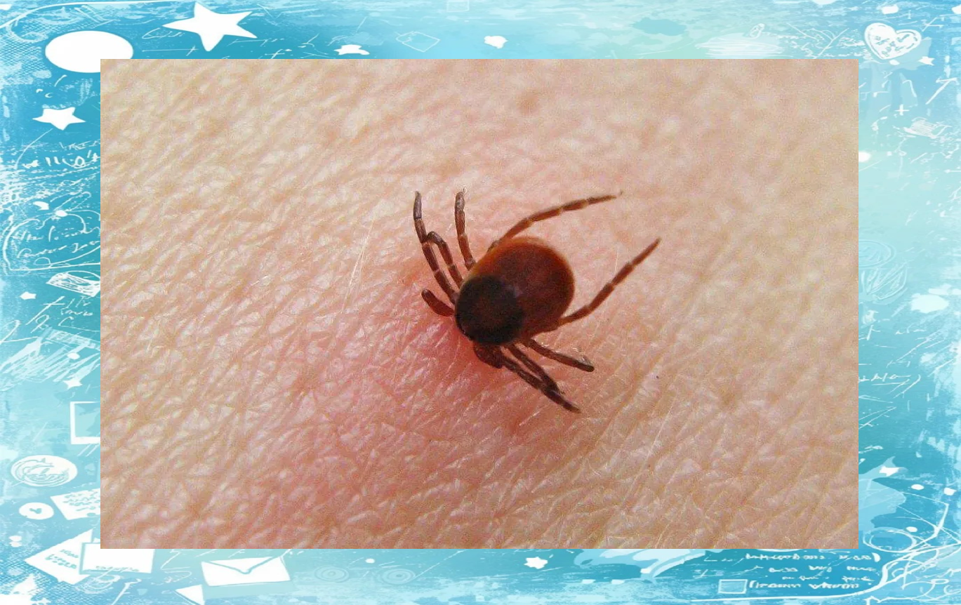 端午时节,多种毒虫出没!防虫攻略助你安全度夏!