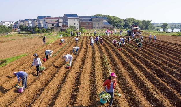 中央敲定:小田变大田,2023年农田统一按新规处理