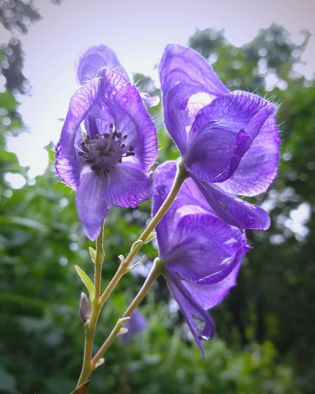 草乌甲素,其化学结构与乌头碱高度相似,已在慢性疼痛疾病的治疗中应用