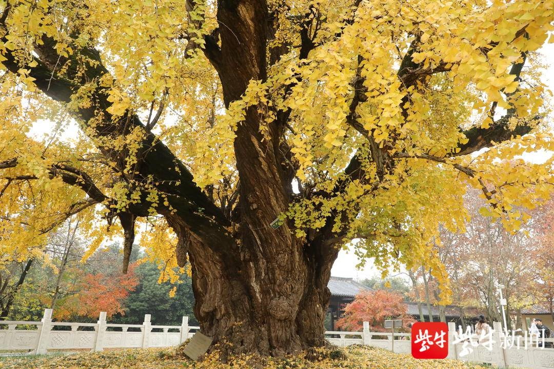 南京惠济寺三棵千年古银杏身披"黄金甲"美翻了