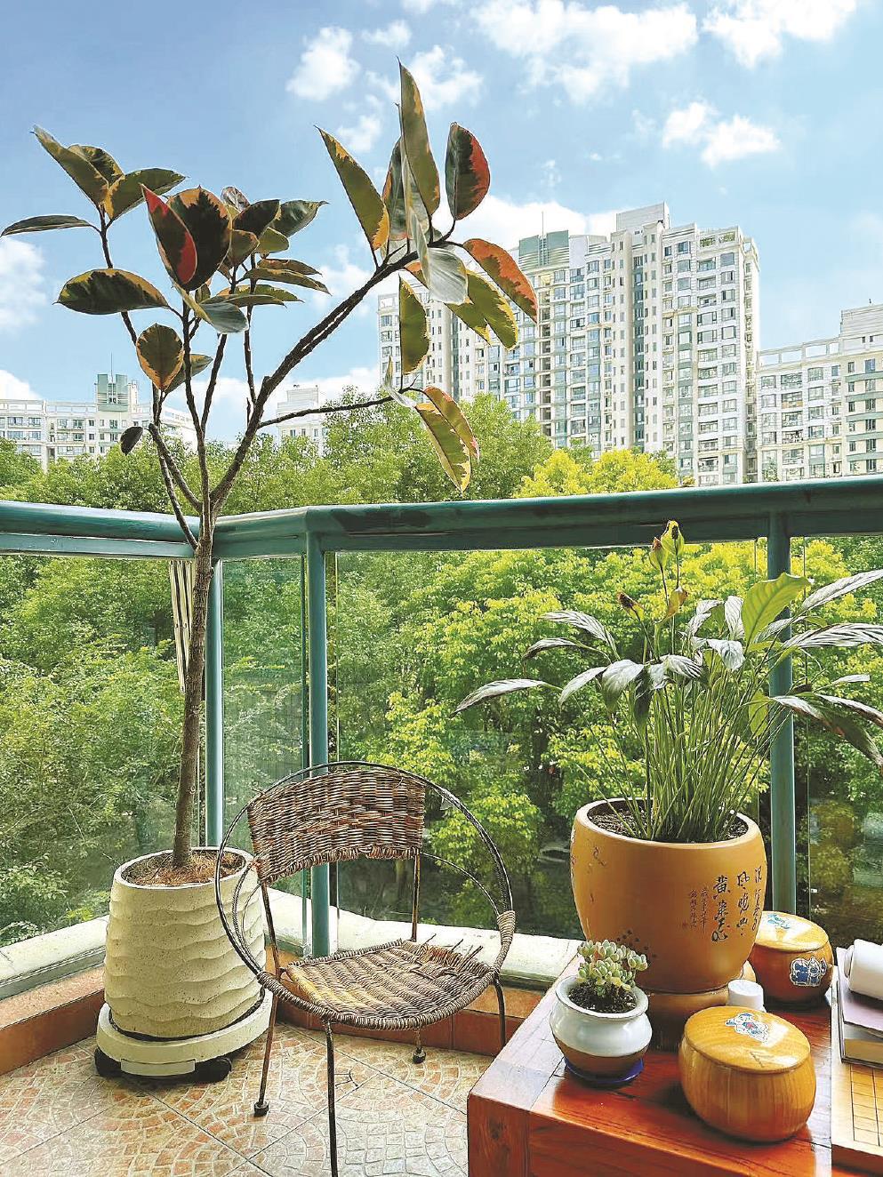 窗台阳台美起来,盆景如何扮靓风景