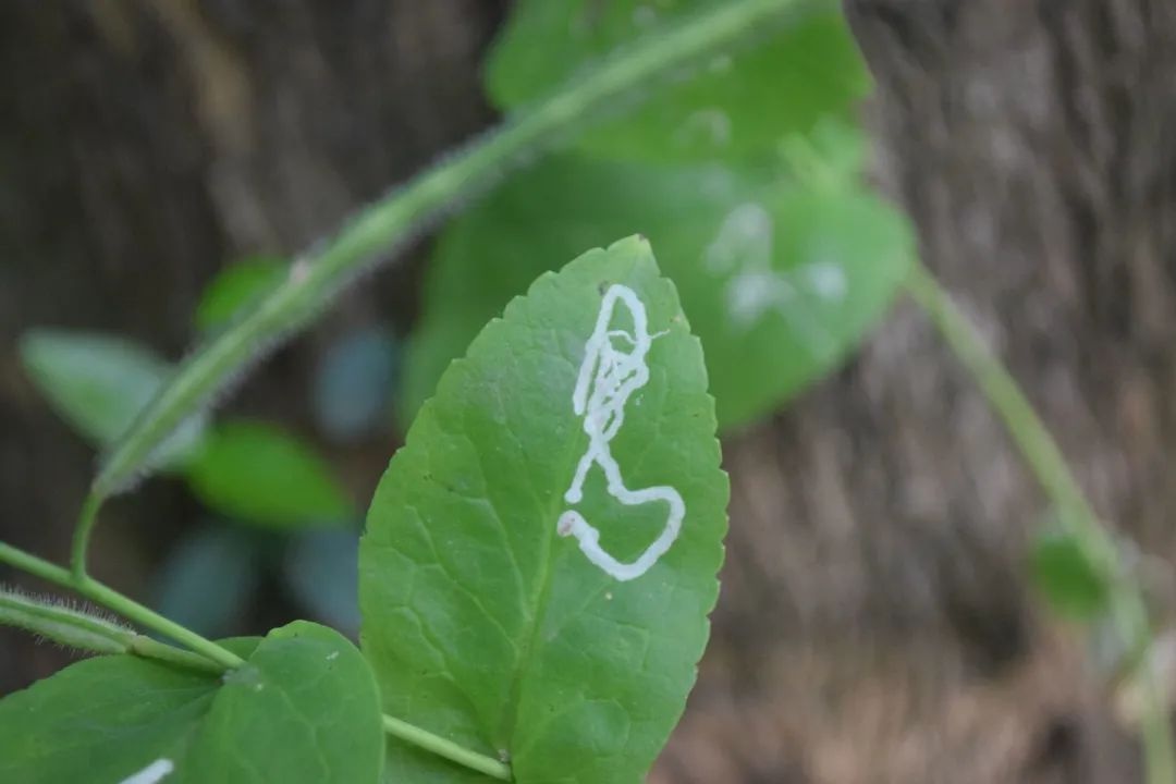 二月兰和它的鬼画符